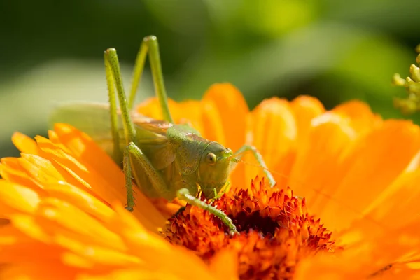 En vacker grön gräshoppa sitter på en ringblomma. Insekt vilar på en blomma. Engelska marigold närbild. — Stockfoto