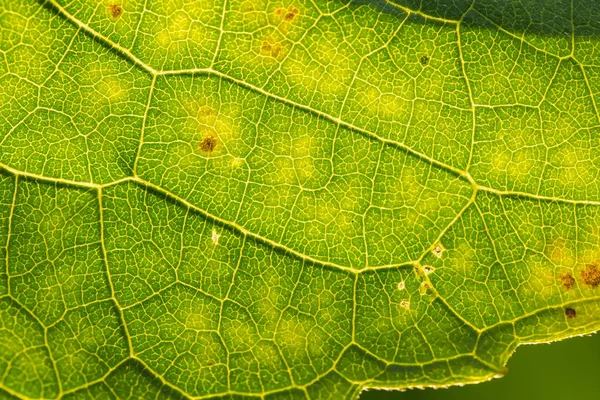 Ένα όμορφο closeup μιας δομής φύλλων. Μακροεντολή από ηλίανθο φύλλα ενάντια στον ήλιο. — Φωτογραφία Αρχείου