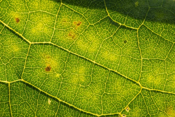 Eine schöne Nahaufnahme einer Blattstruktur. Makro von Sonnenblumenblatt gegen die Sonne. — Stockfoto