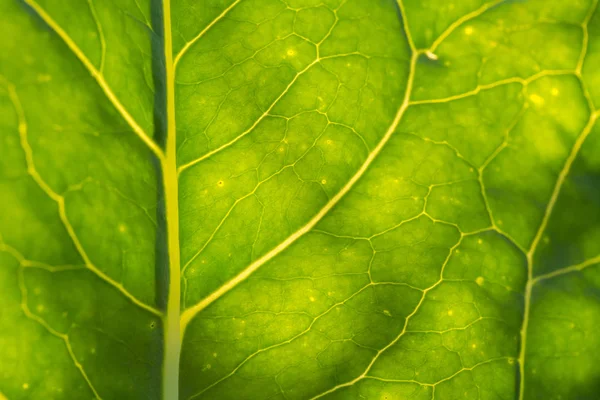 Eine schöne Nahaufnahme einer Blattstruktur. Makro von Sonnenblumenblatt gegen die Sonne. — Stockfoto