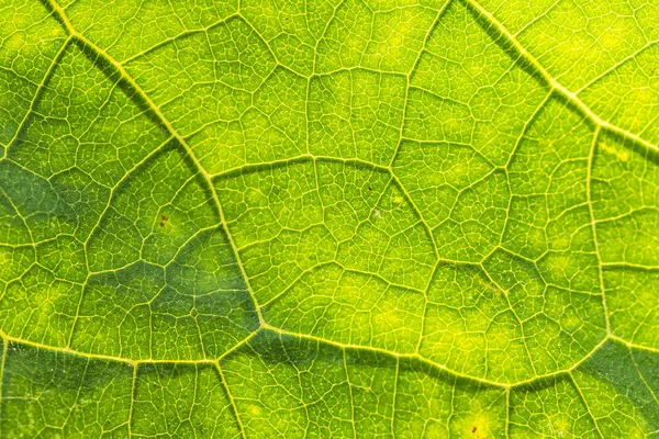 Eine schöne Nahaufnahme einer Blattstruktur. Makro von Sonnenblumenblatt gegen die Sonne. — Stockfoto