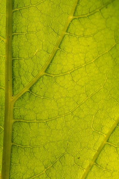 Ένα όμορφο closeup μιας δομής φύλλων. Μακροεντολή από ηλίανθο φύλλα ενάντια στον ήλιο. — Φωτογραφία Αρχείου