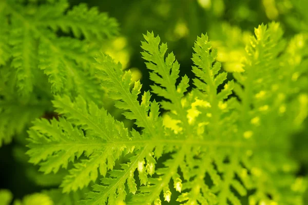 Krásné zelené čerstvé listy, rostoucích v zahradě. Letní closeup. — Stock fotografie