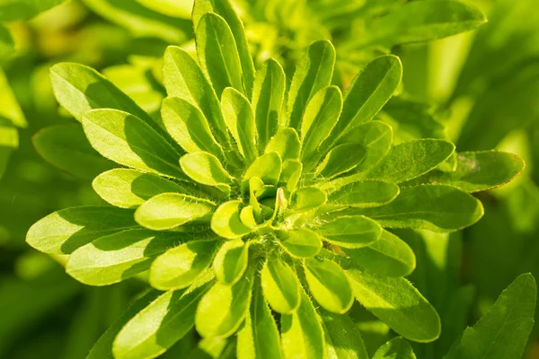 Lindas folhas verdes frescas crescendo no jardim. Fechamento da hora de verão . — Fotografia de Stock