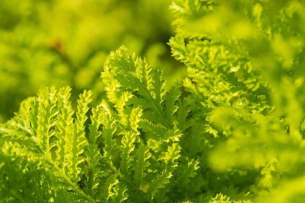 Mooie groene verse bladeren groeien in de tuin. Zomer closeup. — Stockfoto