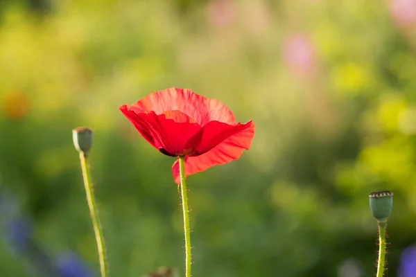 A beautiful red poppies blooming in the garden. Pink poppy in the sun. — Stock Photo, Image