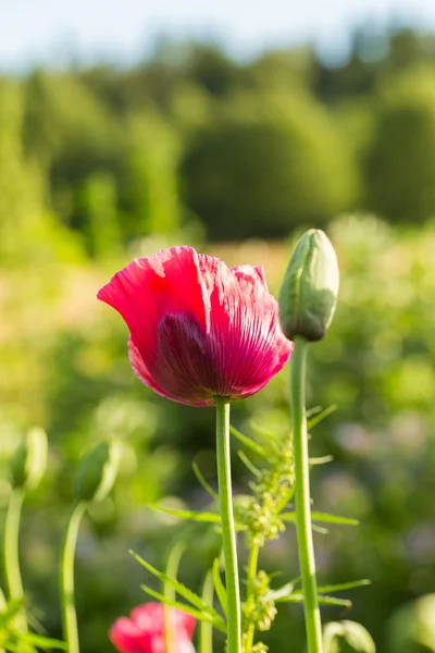 A beautiful red poppies blooming in the garden. Pink poppy in the sun. — Stock Photo, Image