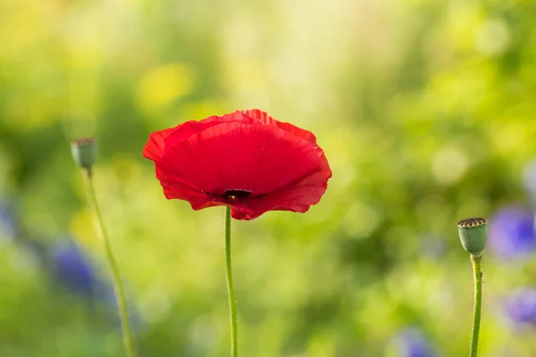 A beautiful red poppies blooming in the garden. Pink poppy in the sun. — Stock Photo, Image