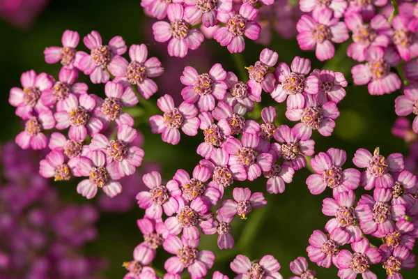 Una milenrama de jardín rosa beautifu sobre un fondo natural. Paisaje de verano vibrante . — Foto de Stock