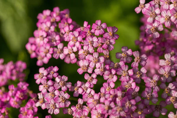 Una milenrama de jardín rosa beautifu sobre un fondo natural. Paisaje de verano vibrante . — Foto de Stock