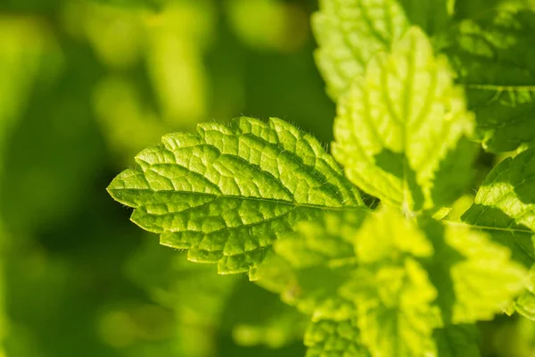 Een prachtige verse munt groeien in de zomertuin. Ingrediënt voor een verfrissende thee. — Stockfoto