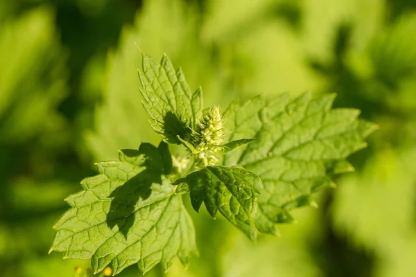 Een prachtige verse munt groeien in de zomertuin. Ingrediënt voor een verfrissende thee. — Stockfoto