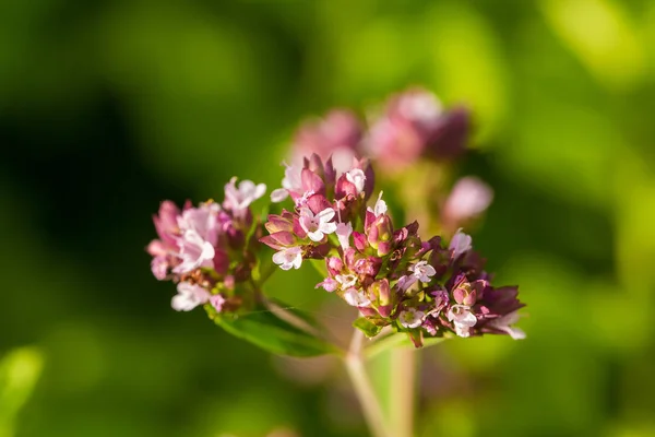 Un hermoso orégano florece en un jardín listo para el té. Buena especia para la carne. Jardín de verano vibrante . — Foto de Stock