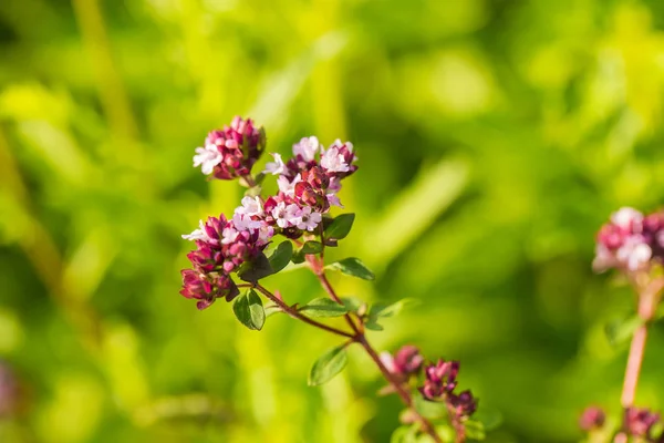 Un hermoso orégano florece en un jardín listo para el té. Buena especia para la carne. Jardín de verano vibrante . — Foto de Stock