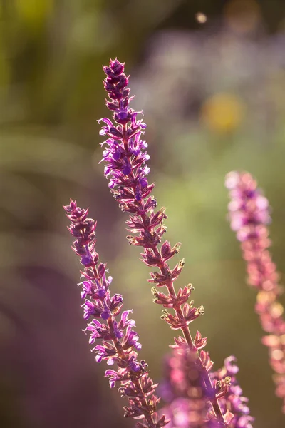 Bir bahçe bir güzel mor ada çayı nemorosa çiçekler. Çiçek portre.