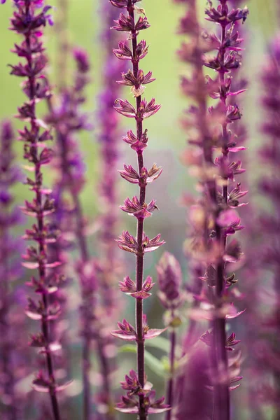 Piękne fioletowe salvia nemorosa kwiaty w ogrodzie. Zbliżenie kwiatów. — Zdjęcie stockowe