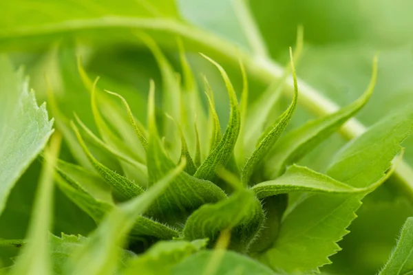 En vacker grön solros blomma redo att öppna i sommarträdgård. — Stockfoto