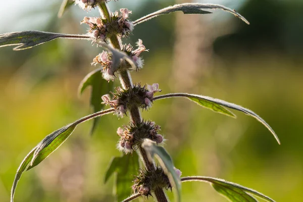 Mooie paarse bloemen groeien in de tuin. Blauwe bloemen in een zonnige tuin. — Stockfoto