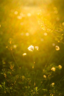 Günbatımı güneş fişeği - rüya gibi bir göz ile cottongrass, bir güzel bataklık yatay