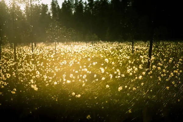 태양 플레어-꿈꾸는 듯한 모습으로 cottongrass와 함께 아름 다운 늪지 풍경 — 스톡 사진