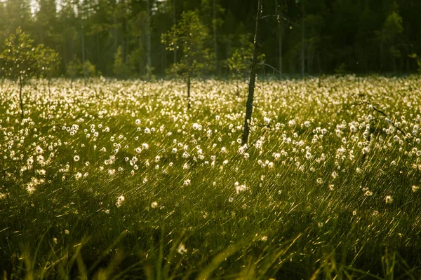Un beau paysage de tourbière avec de l'herbe de coton au coucher du soleil avec une éruption de soleil - un look rêveur — Photo