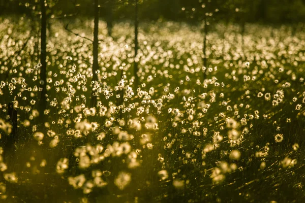 태양 플레어-꿈꾸는 듯한 모습으로 cottongrass와 함께 아름 다운 늪지 풍경 — 스톡 사진