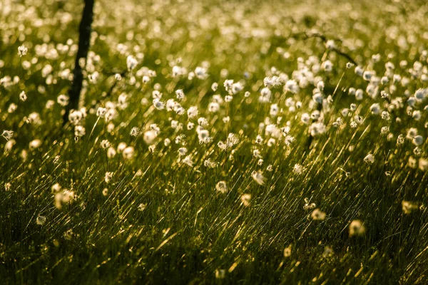 夕焼け太陽フレア - 夢のような外観を持つ cottongrass と美しい湿原風景 — ストック写真