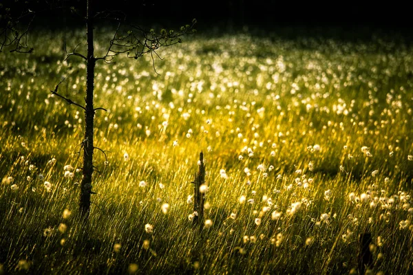 Красивый болотный пейзаж с хлопковой травой на закате с солнечной вспышкой - мечтательный вид — стоковое фото