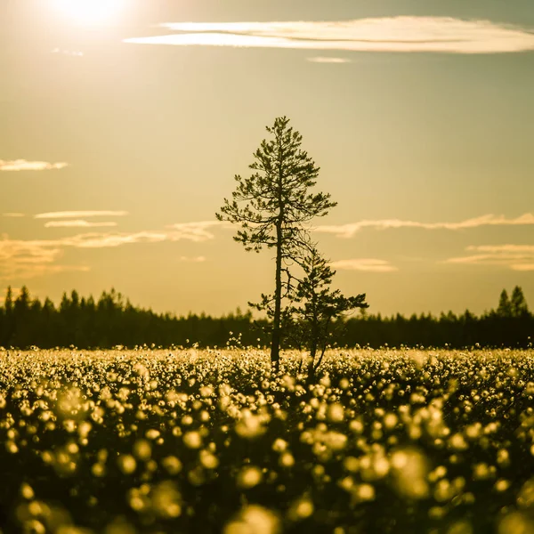 夕焼け太陽フレア - 夢のような外観を持つ cottongrass と美しい湿原風景 — ストック写真