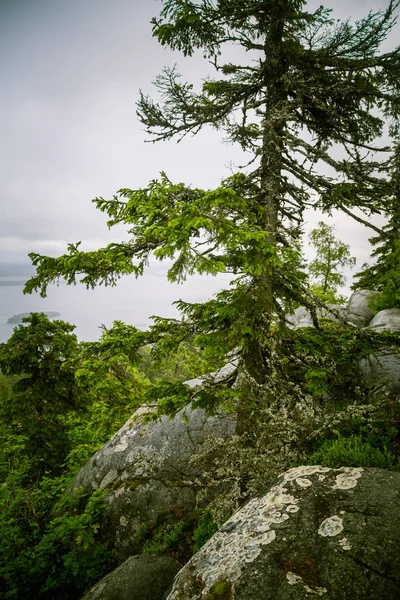 Göl ve orman Koli Milli Parkı zirveleri üzerinden güzel bir Panoraması
