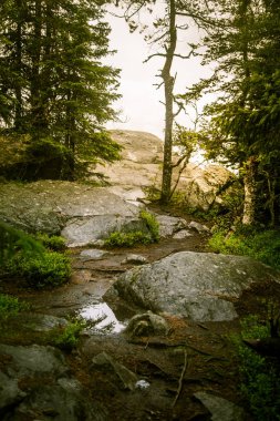 Bir güzel Fin orman manzara