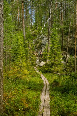 Bir güzel Fin orman manzara
