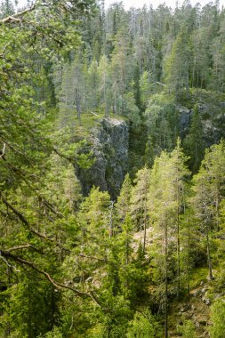 Bir güzel Fin orman manzara