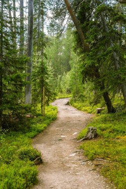 Bir güzel Fin orman manzara