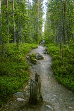 Bir güzel Fin orman manzara