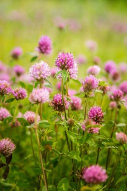 Bir güzel Fin orman manzara