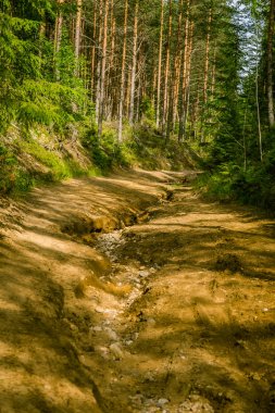 Bir güzel Fin orman manzara