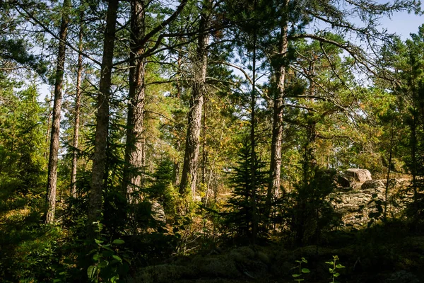 Bir güzel Fin orman manzara