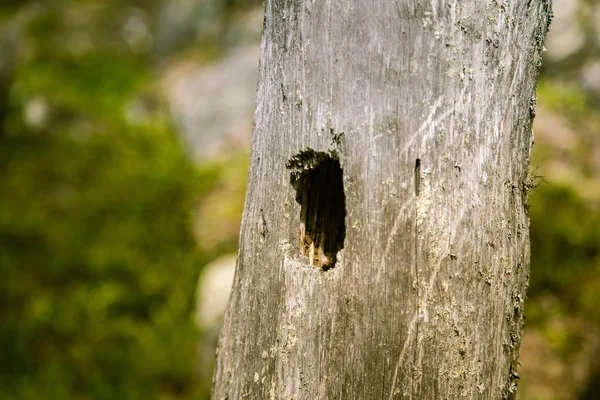 एक सुंदर फिनिश वन लँडस्केप — स्टॉक फोटो, इमेज