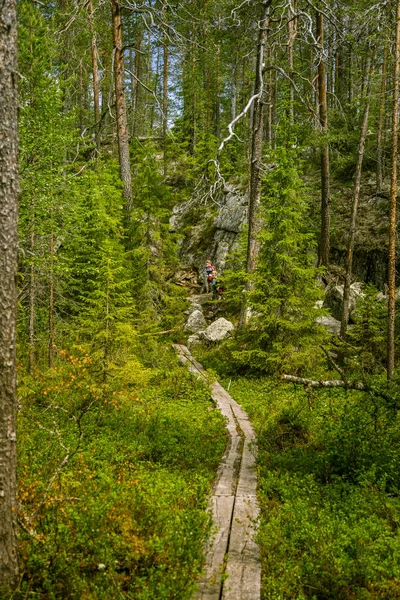 Красивий ліс Фінська краєвид — стокове фото