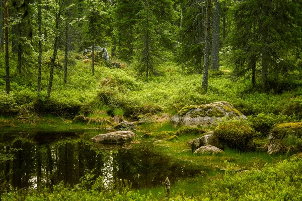 Un hermoso paisaje forestal finlandés — Foto de Stock