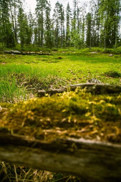 Un hermoso paisaje forestal finlandés — Foto de Stock