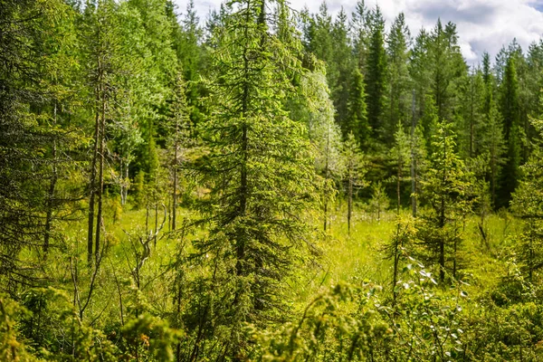 Un hermoso paisaje forestal finlandés — Foto de Stock