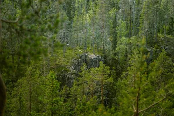 A beautiful Finnish forest landscape — Stock Photo, Image