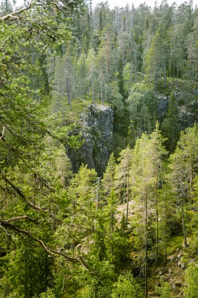 Bir güzel Fin orman manzara