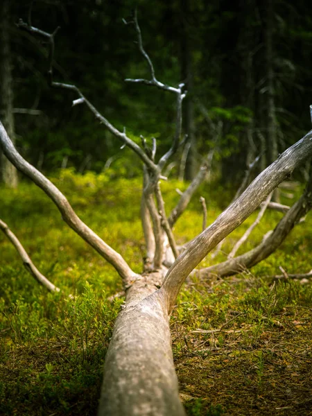 Krásné finské lesní krajina — Stock fotografie