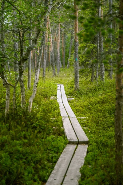아름 다운 핀란드 숲 풍경 — 스톡 사진