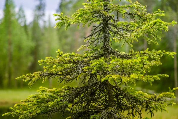 Un hermoso paisaje forestal finlandés — Foto de Stock