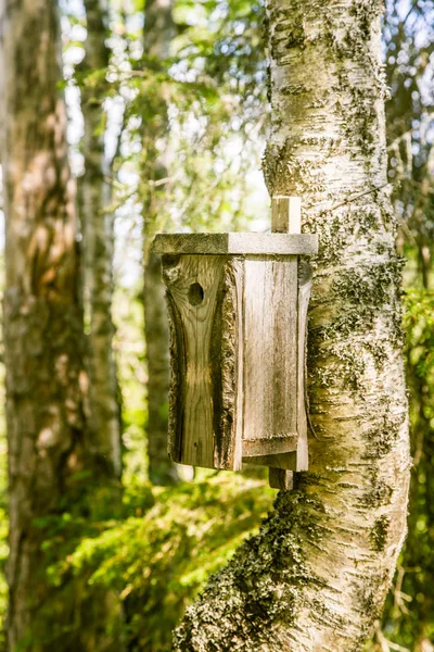 Un bellissimo paesaggio forestale finlandese — Foto Stock
