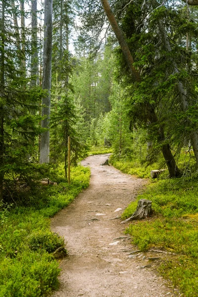 Bir güzel Fin orman manzara